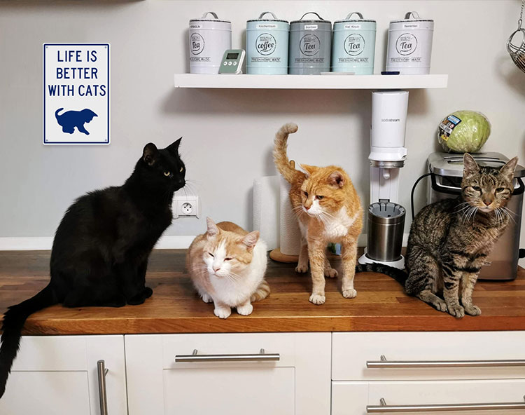 Four cats sitting on the kitchen counter. Behind them hangs a plaque that reads, Life is better with cats.